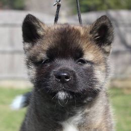 Akita Puppies from Excel Shu-Ku Akitas