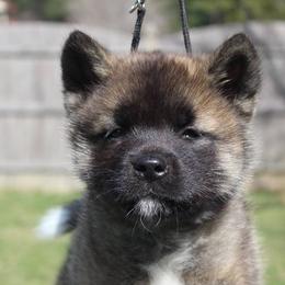 Akita Puppies from Excel Shu-Ku Akitas