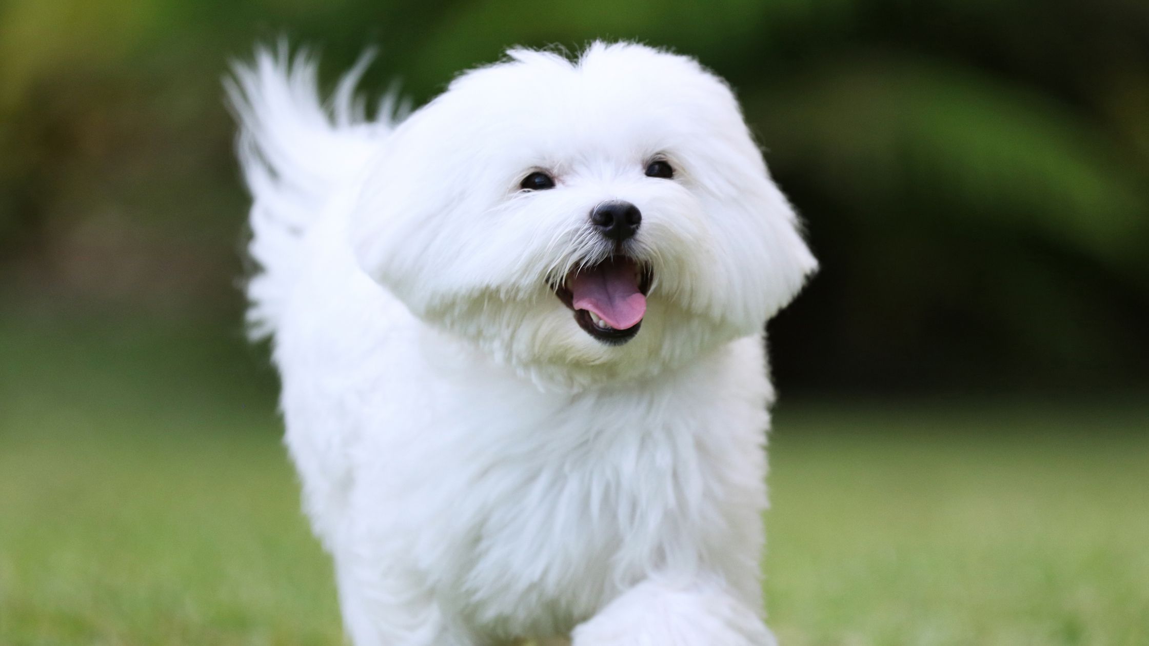 Where can i buy a maltese puppy near clearance me