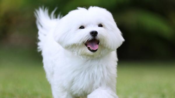 Find Maltese puppies for sale near Liberty Township, OH