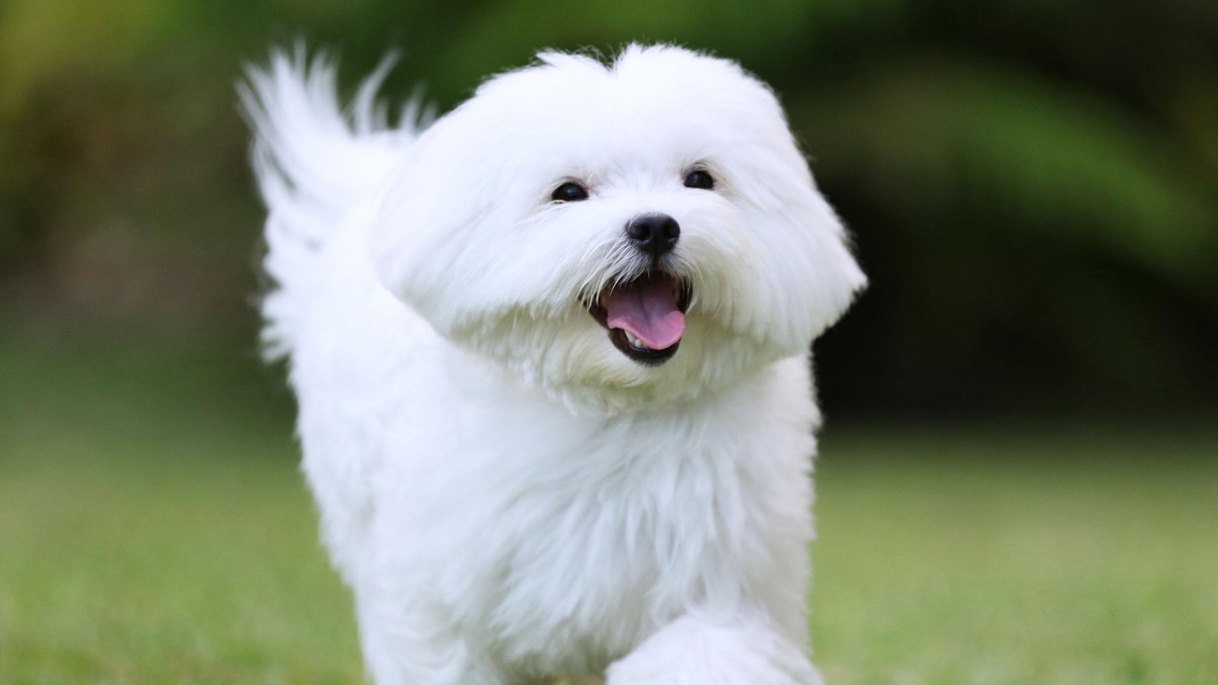 25 cute Maltese puppies for sale in Louisiana