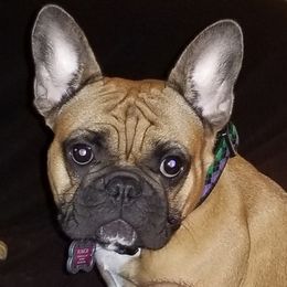 Mama’s Little Rumor has it - French Bulldog