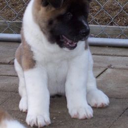 Akita Puppies from Tanager Akitas