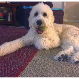 Cash - Goldendoodle
