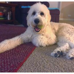 Cash - Goldendoodle