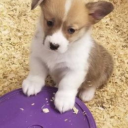 French Bulldog and Pembroke Welsh Corgi Puppies from Top Shelf Corgis