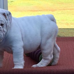 English Bulldog Puppies from Spice O’ Life Bulldogs