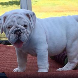 English Bulldog Puppies from Spice O’ Life Bulldogs