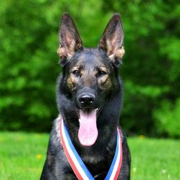Czara vom Duttenhof - German Shepherd