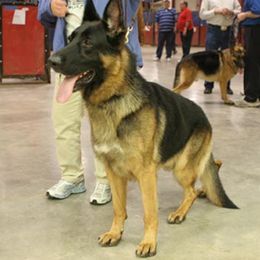 Cindy - German Shepherd