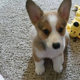 Pembroke Welsh Corgi Puppies from Sarah McConnell
