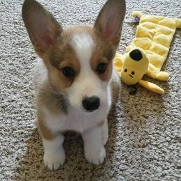 Pembroke Welsh Corgi Puppies from Sarah McConnell