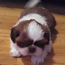 Shih Tzu Puppies from Jensen's Lil House of Demons