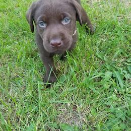 Labrador Retriever Puppies from Copper Creek Outfitters and Kennel