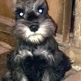 Miniature Schnauzer Puppies from Belle Vista Schnauzers