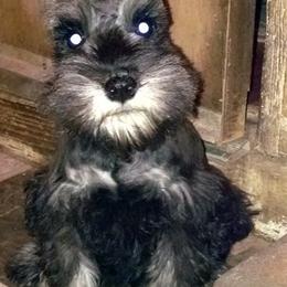Miniature Schnauzer Puppies from Belle Vista Schnauzers