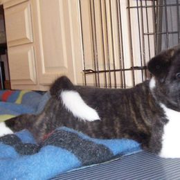 Akita Puppies from Tanager Akitas