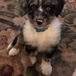 Australian Shepherd Puppies from Colockum Australian Shepherds