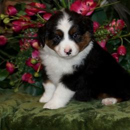 Miniature American Shepherd, Miniature Australian Shepherd, and Toy Australian Shepherd Puppies from MercyMe Miniature American Shepherds