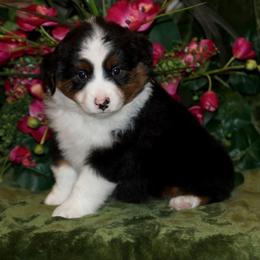 Miniature American Shepherd, Miniature Australian Shepherd, and Toy Australian Shepherd Puppies from MercyMe Miniature American Shepherds