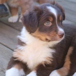 Australian Shepherd Puppies from Eagles Landing Miniature Americans