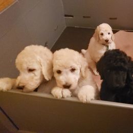 Poodle Puppies from Countryside Standard Poodles