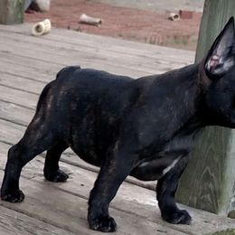 French Bulldog Puppies from Stonehill's French Bulldogs