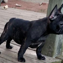 French Bulldog Puppies from Stonehill's French Bulldogs