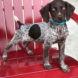 German Shorthaired Pointer and Labrador Retriever Puppies from LL Gun Dogs, LLC