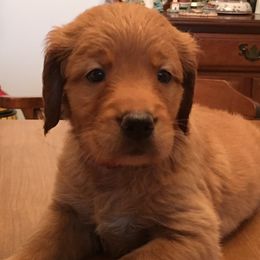 Golden Retriever Puppies from Benjamin Irving Goldens