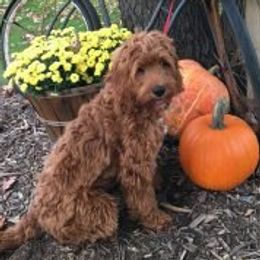 Henna - Australian Labradoodle