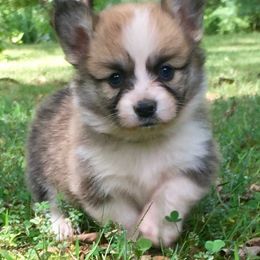 Dalarno Pembroke Welsh Corgis breeder of Cardigan Welsh Corgi