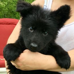 German Shepherd Puppies from Rain's Legacy German Shepherds