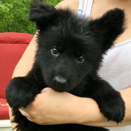 German Shepherd Puppies from Rain's Legacy German Shepherds