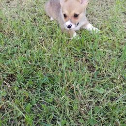 Pembroke Welsh Corgi Puppies from AJ'S Country Corgi's