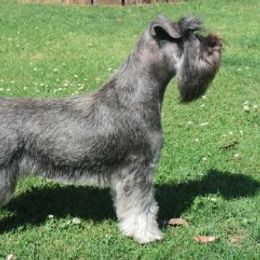 Abbi - Miniature Schnauzer
