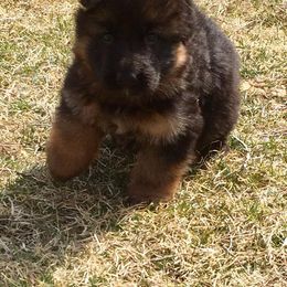 German Shepherd Puppies from Four Leaf Farm- Vom Vierblättriges Bauernhof