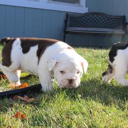 English Bulldog Puppies from Silver State Bulldogs