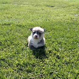 Pembroke Welsh Corgi Puppies from Sarah McConnell