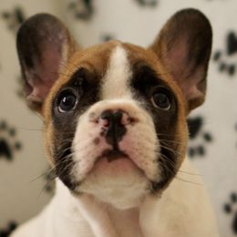English Bulldog and French Bulldog Puppies from ClayBulldogs