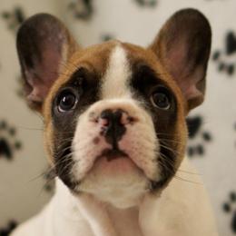 English Bulldog and French Bulldog Puppies from ClayBulldogs
