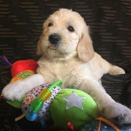 Labradoodle Puppies from Forevergreen Farm
