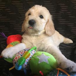Labradoodle Puppies from Forevergreen Farm