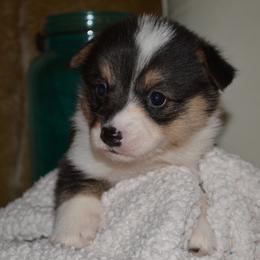 Pembroke Welsh Corgi Puppies from Half-Pint Corgis