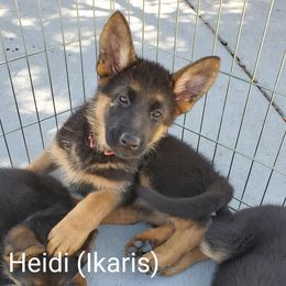 German Shepherd Puppies from Shield Kennels LLC
