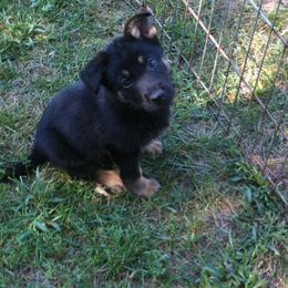 German Shepherd Puppies from Tatum Kennels