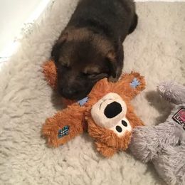 German Shepherd Puppies from Rodina Straze German Shepherds