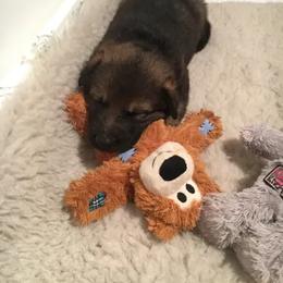 German Shepherd Puppies from Rodina Straze German Shepherds