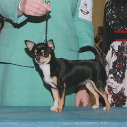 Derby - Chihuahua