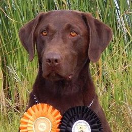 Labrador Retriever adult dog